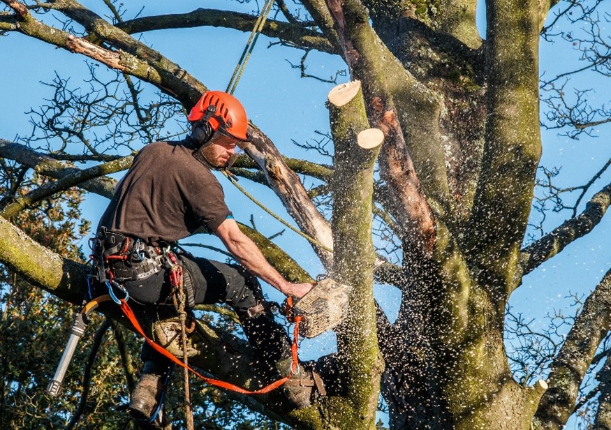 Tree climber with chainsaw